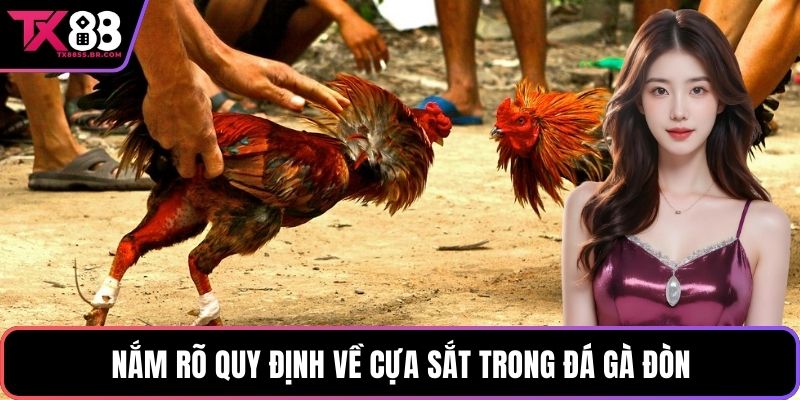 Nắm rõ quy định về cựa sắt trong đá gà đòn